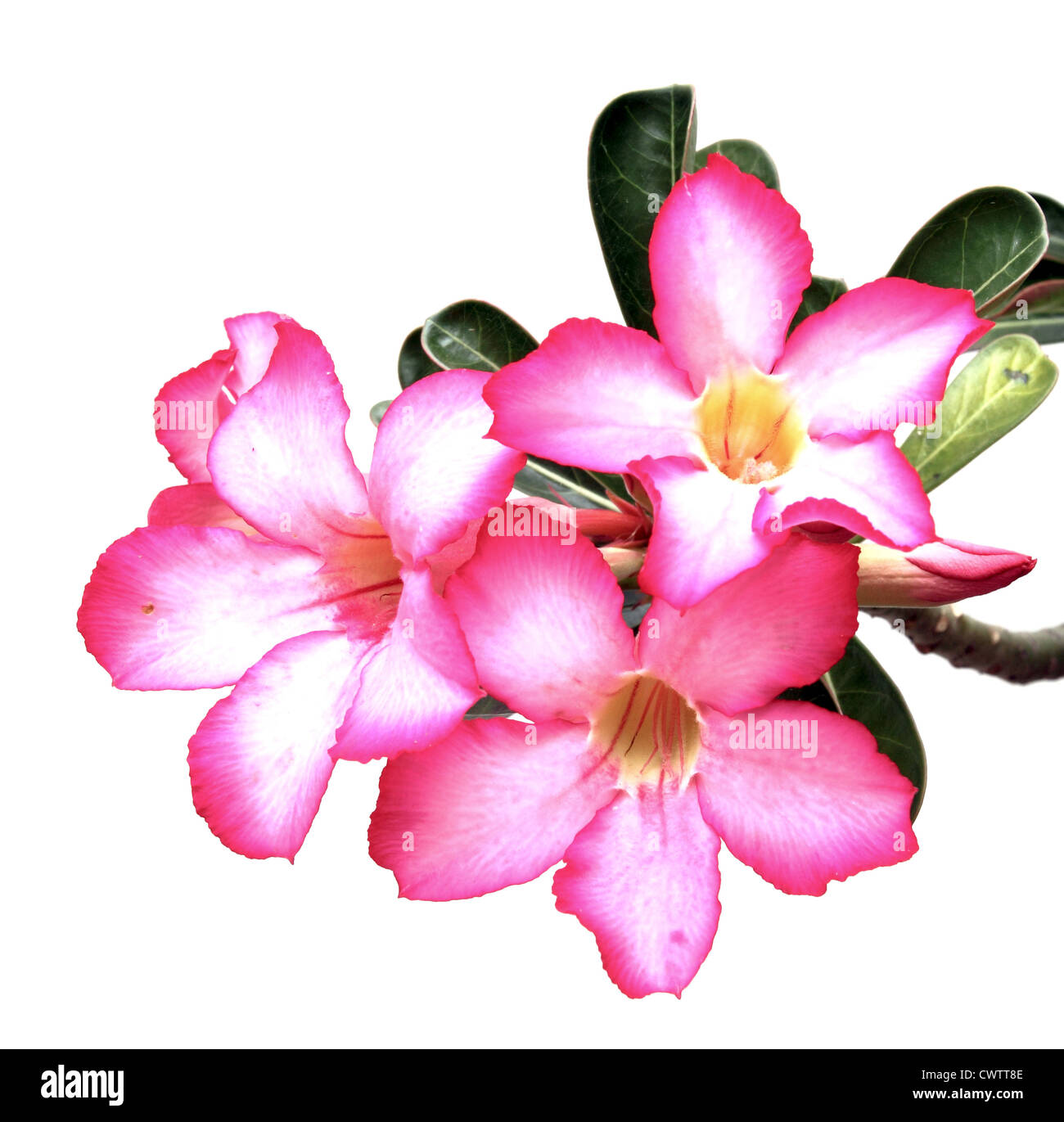 Desert rose flowers on white background Stock Photo - Alamy