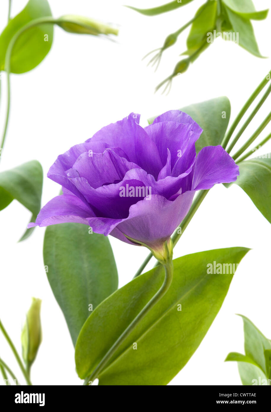 Эустома листочки. Эустома лизиантус белая. Листья эустомы фото. Эустома листочки. Эустома листочки.