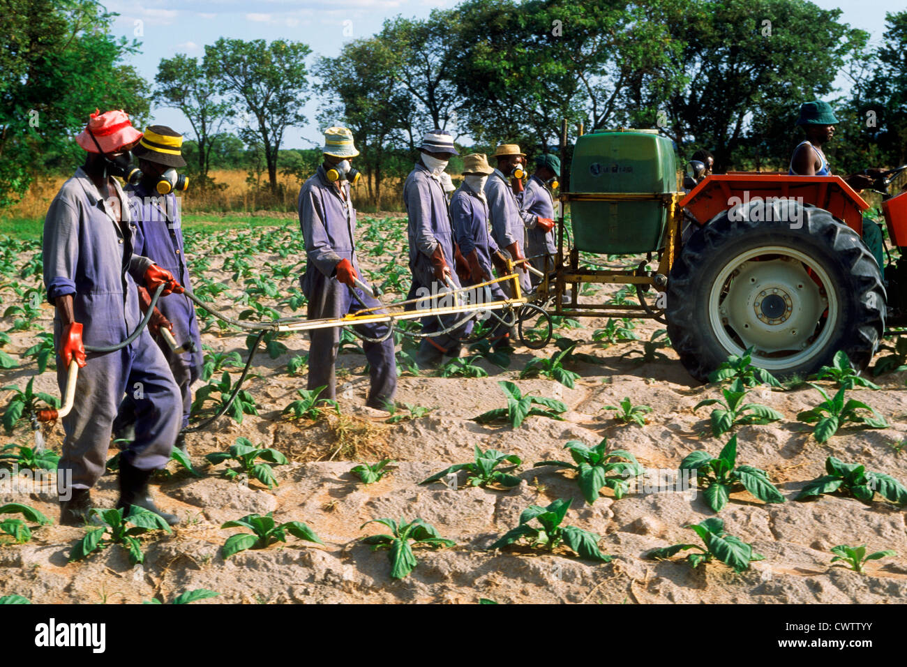 African men walking amid rows of tobacco plants wearing gas masks and spraying insecticides on plantation in Zimbabwe Stock Photo