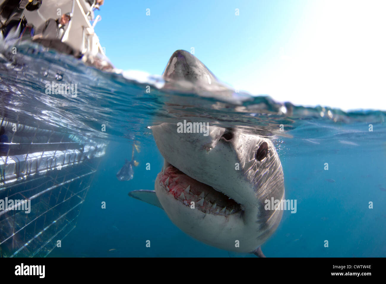 A Great White Shark passes a shark cage and is in a very curious mood Stock Photo