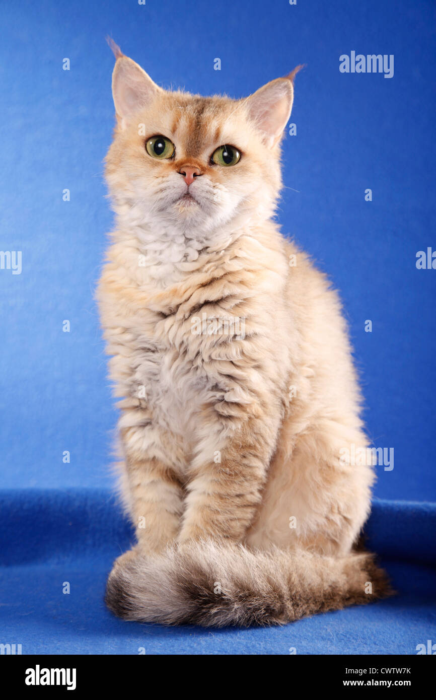 kurzhaarige-selkirk-rex-shorthaired-selkirk-rex-stock-photo-alamy