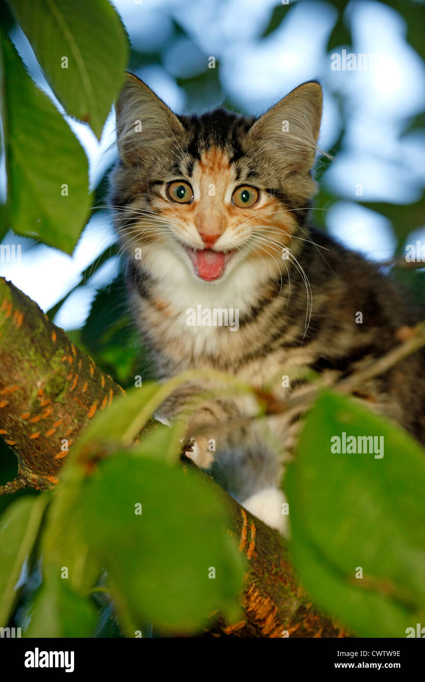 Norwegisches Waldkätzchen / Norwegian Forest Kitten Stock Photo Alamy