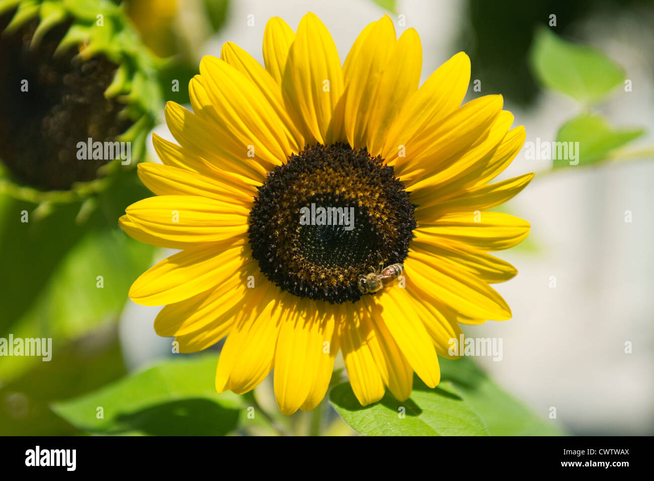 A honey bee collecting pollen from a sunflower in full bloom in the ...
