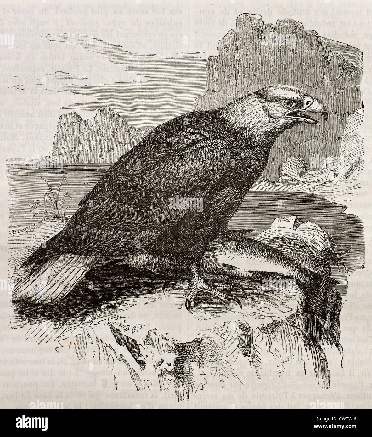 Bald eagle scientific illustration hi-res stock photography and images