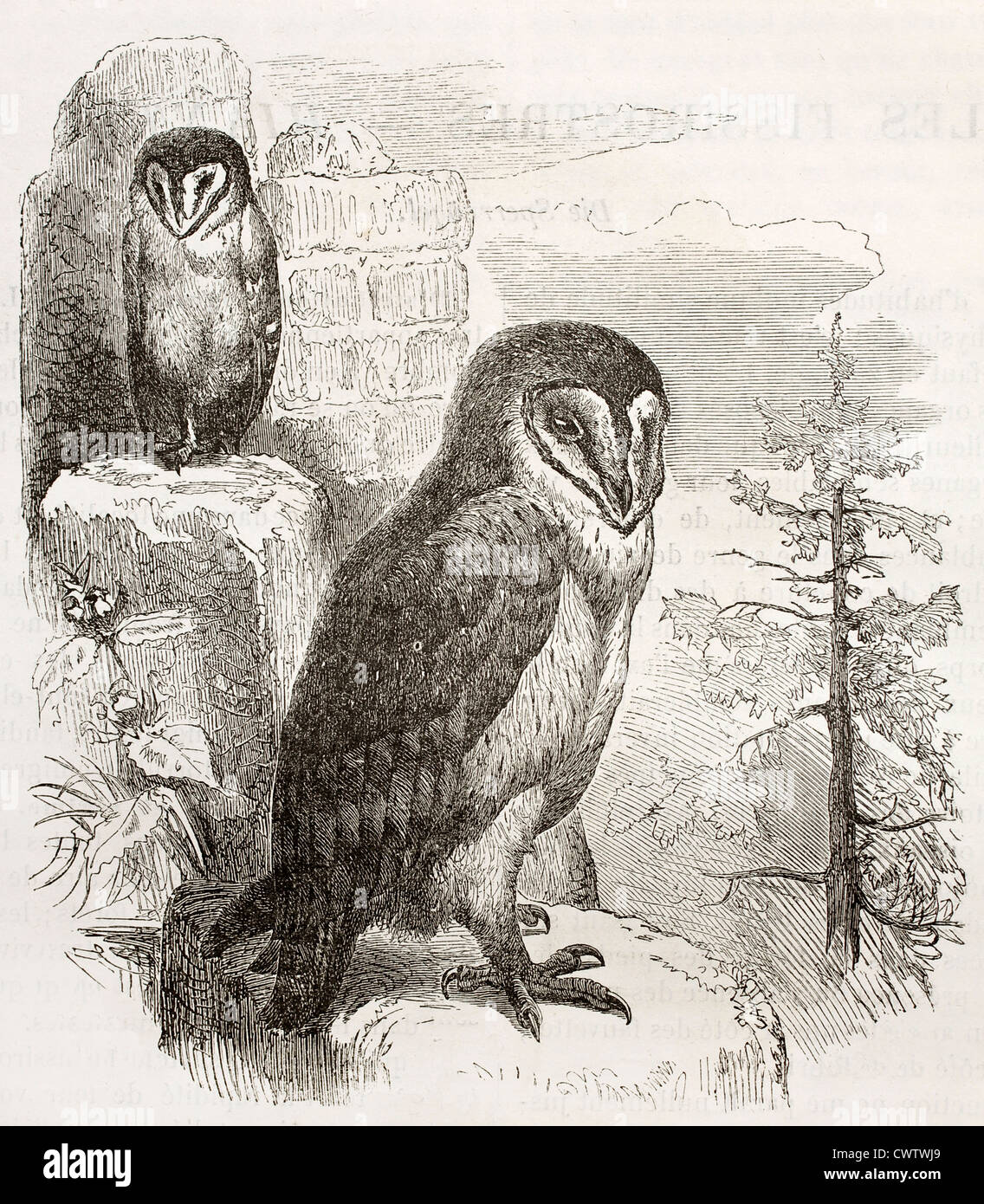 The barn owl, Strix flammea, vintage engraved illustration. From Deutch  Vogel Teaching in Zoology Stock Photo - Alamy, image size:1136x1390