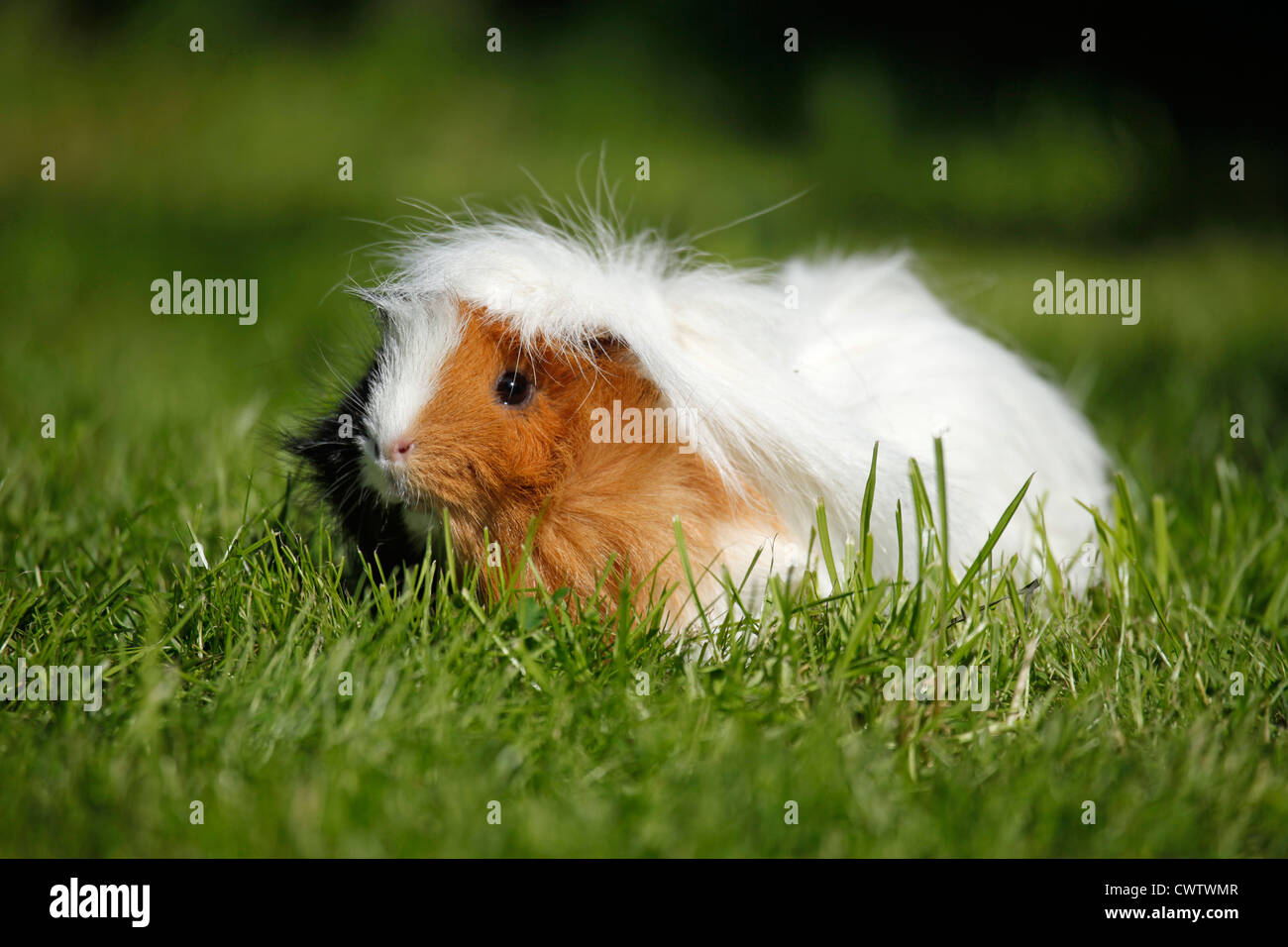 Langhaarmeerschweinchen / longhaired guinea pig Stock Photo