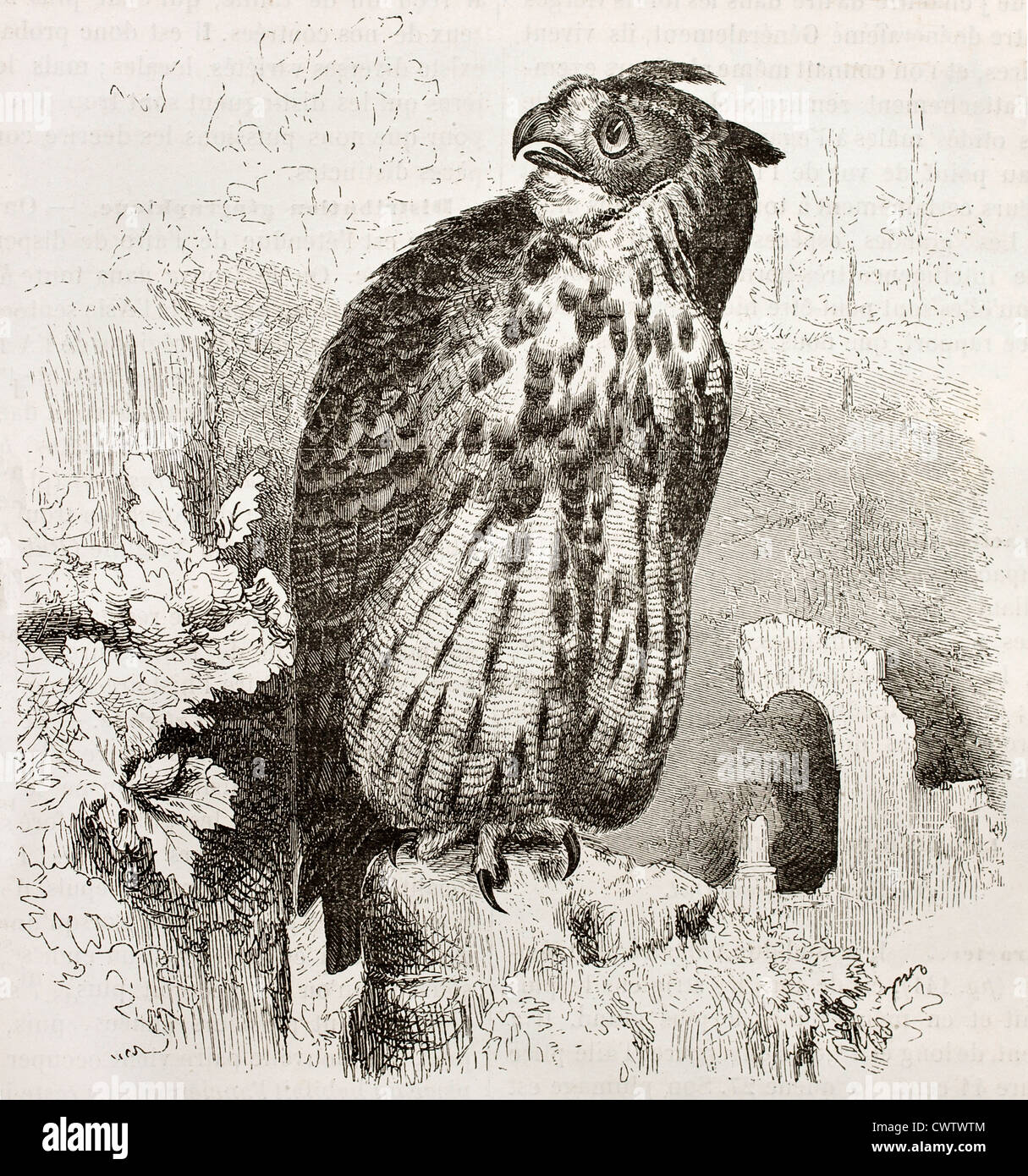 Eurasian Eagle-owl Stock Photo
