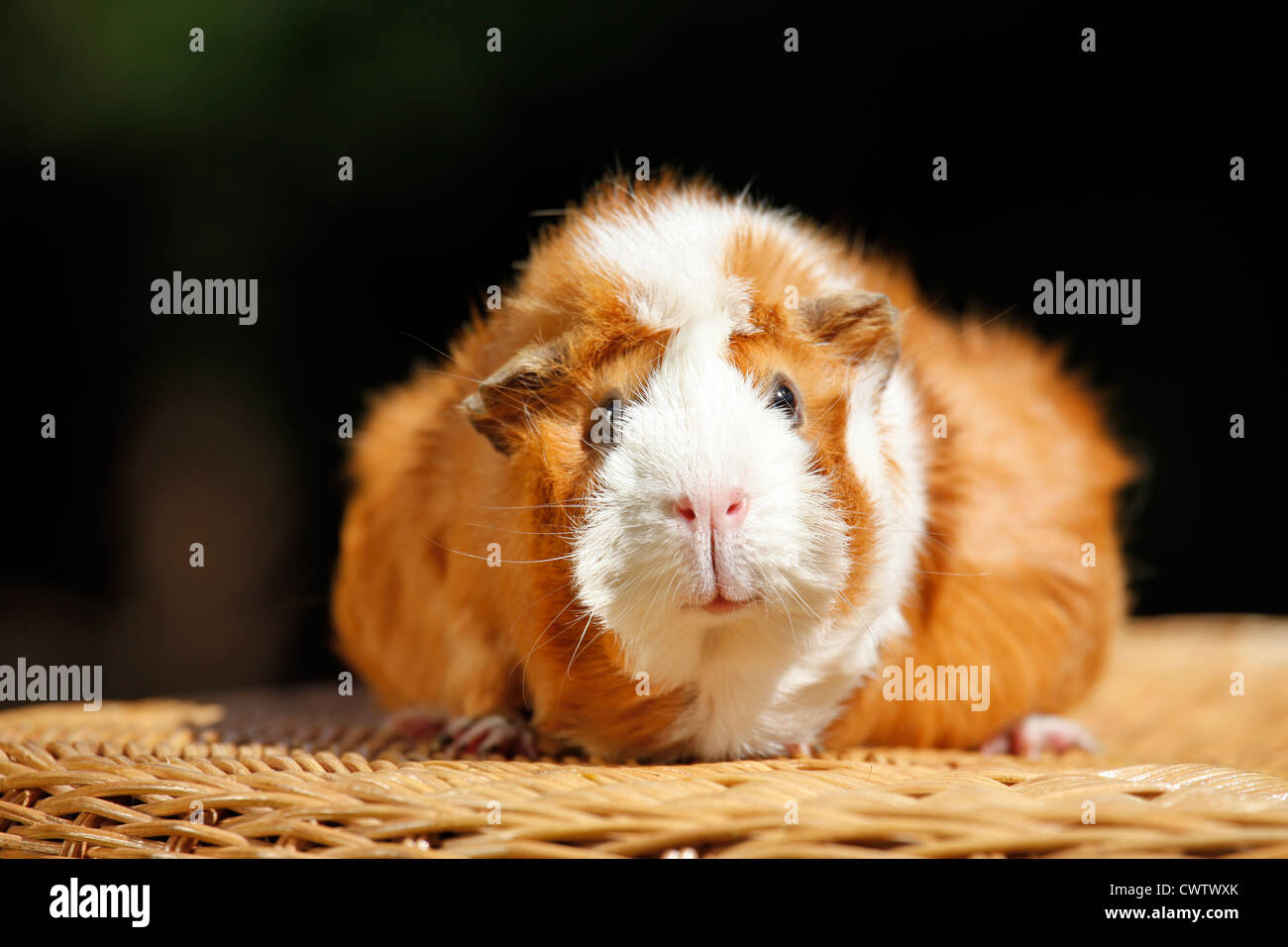Rosettenmeerschweinchen / Abyssinian guinea pig Stock Photo