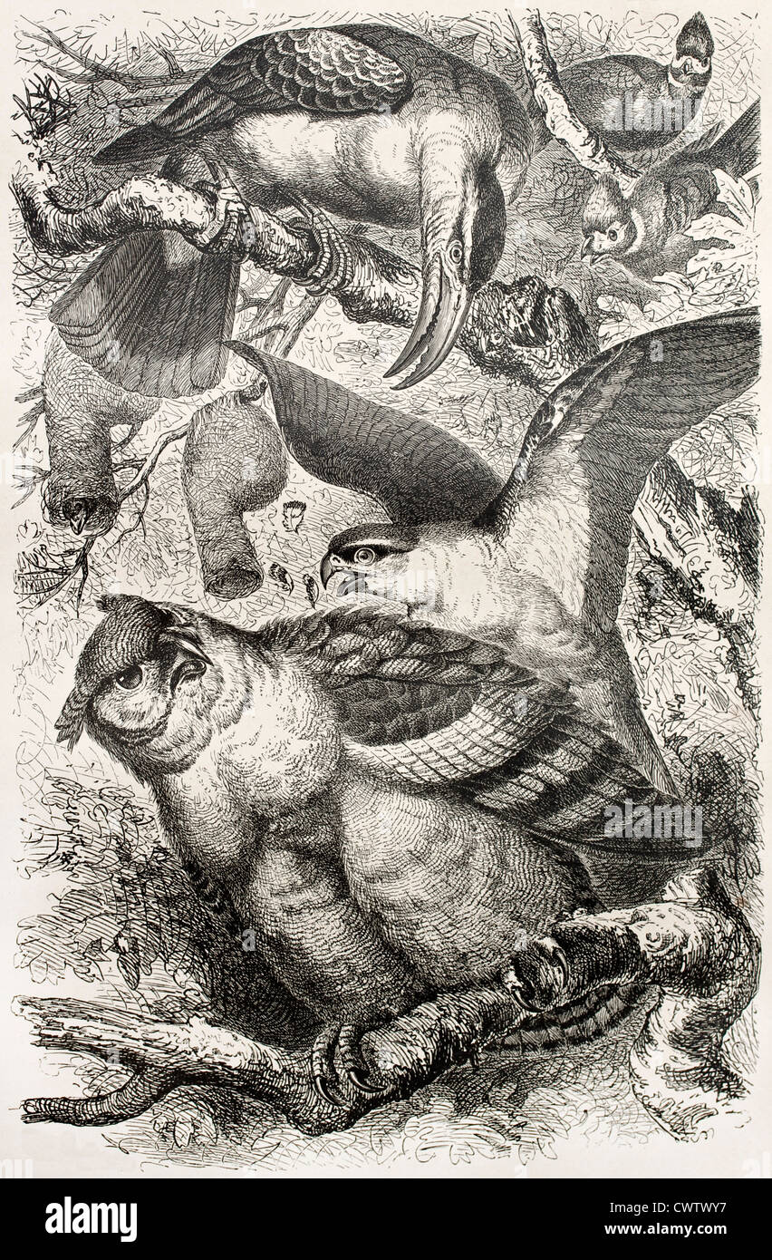 Greyish Eagle-owl Stock Photo