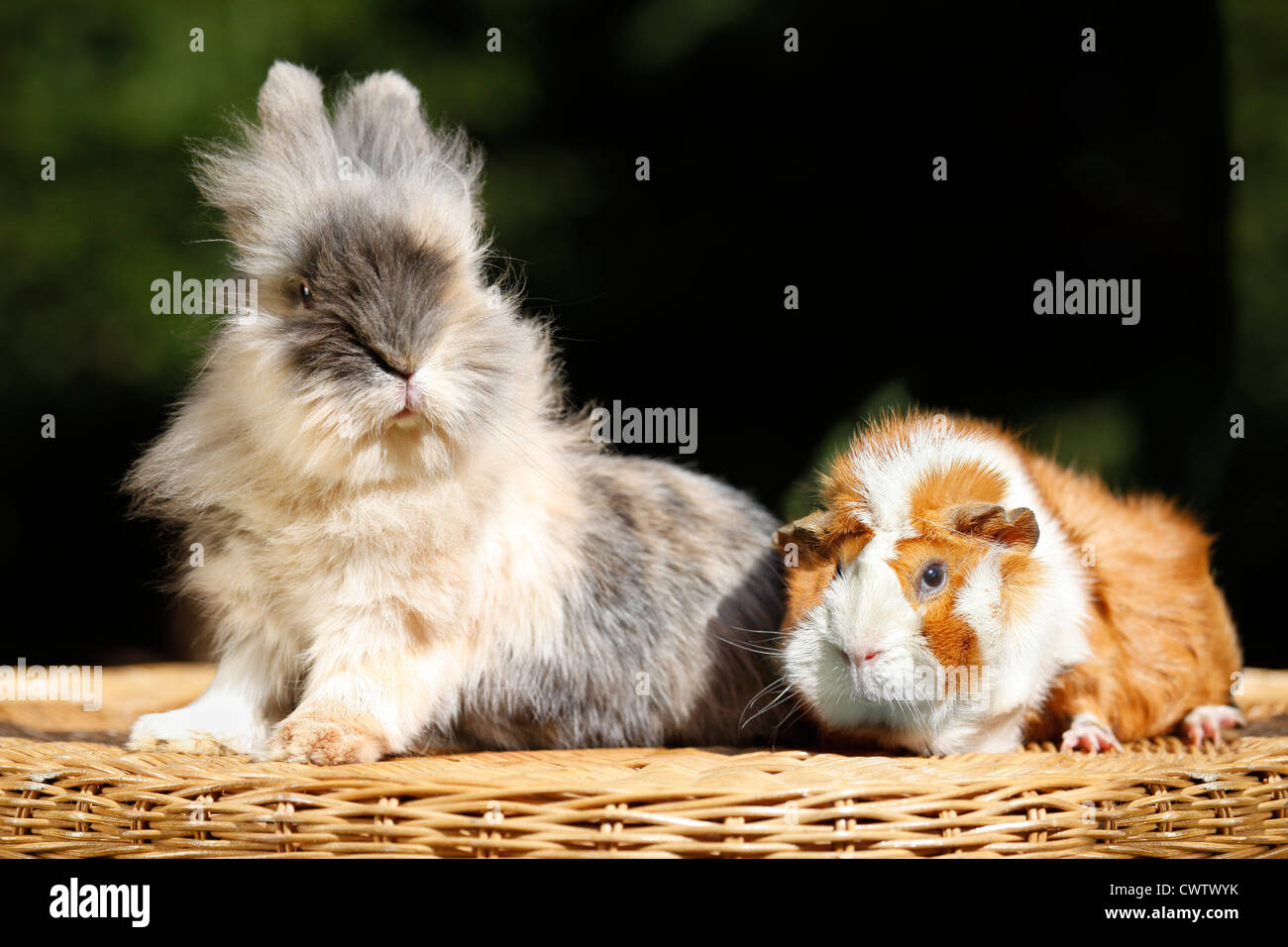 Dwarf pigs hi res stock photography and images Page 2 Alamy
