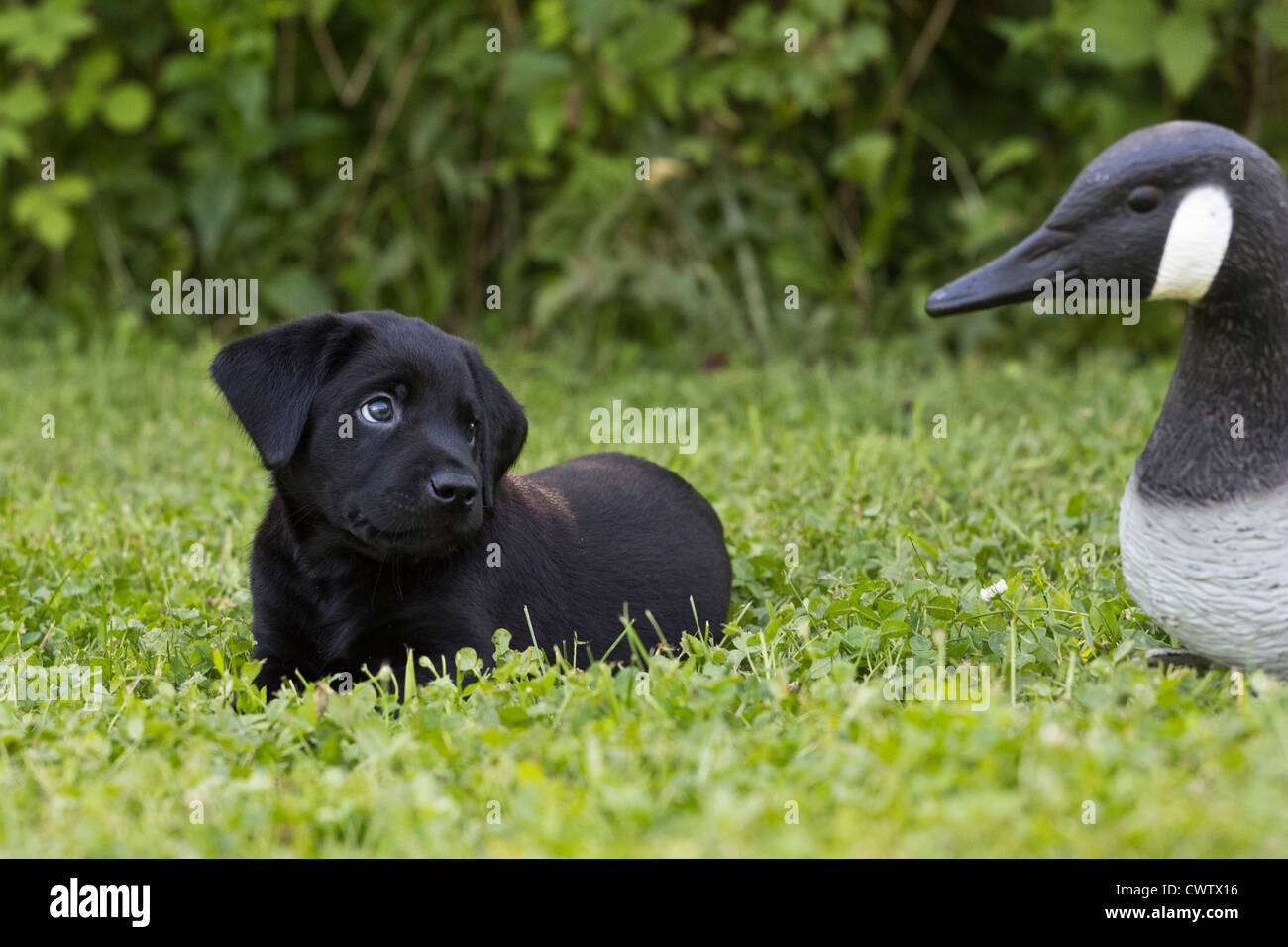 Funny lab hires stock photography and images Alamy