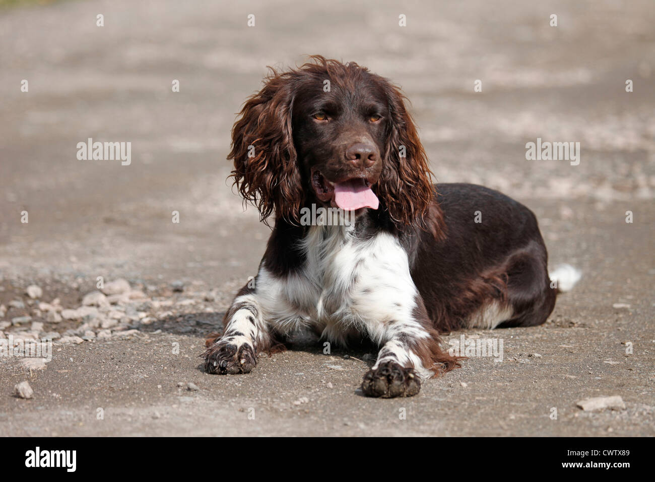 Kleiner Münsterländer / Small Munsterlander Hunting Dog Stock Photo