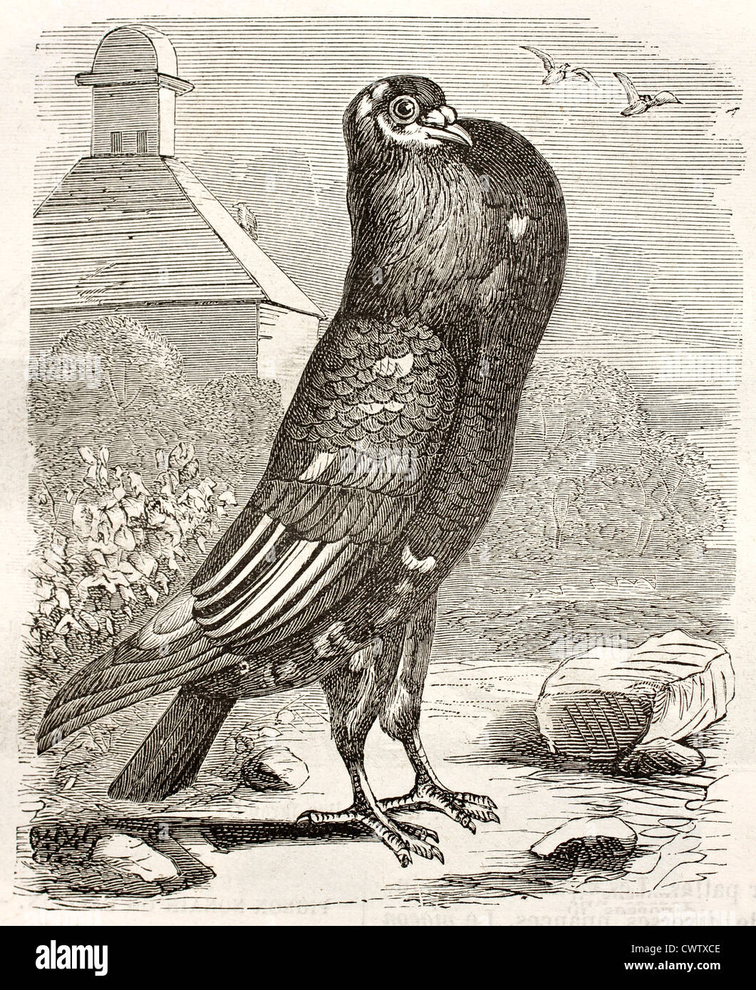 Brunner pouter hires stock photography and images Alamy