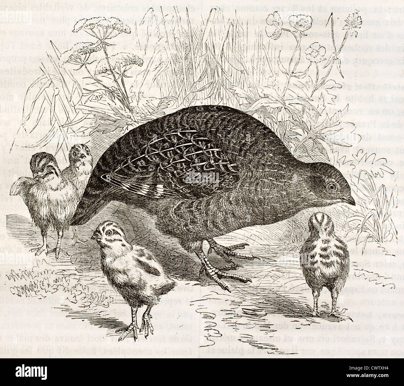 Grey hungarian english partridge hi-res stock photography and images ...