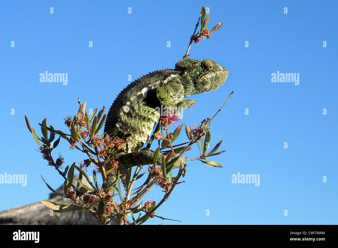 Madagascar, chameleon  Stock Photo