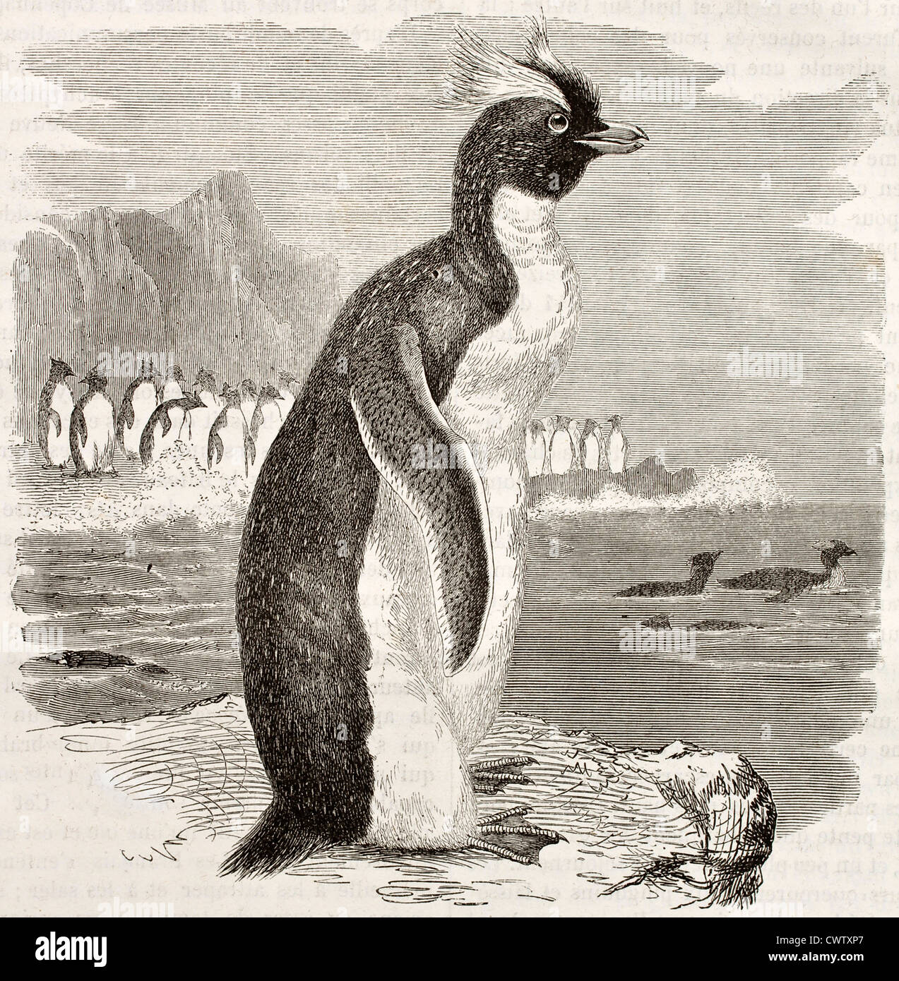 Southern Rockhopper Penguin Stock Photo