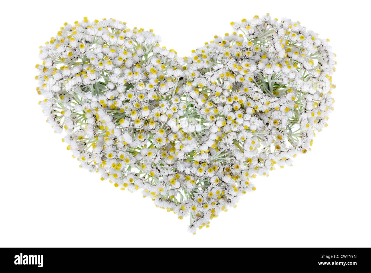 White floral heart from small gentle rare flowers concept. Isolated Stock Photo