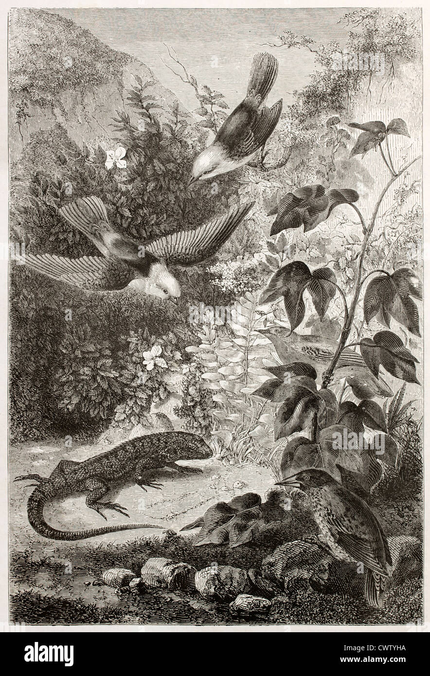 Reptil and birds of Galapagos Stock Photo
