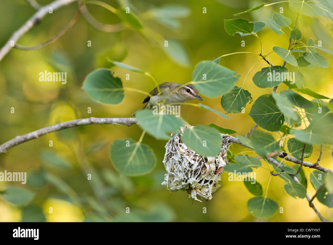 Red-eyed vireo Stock Photo