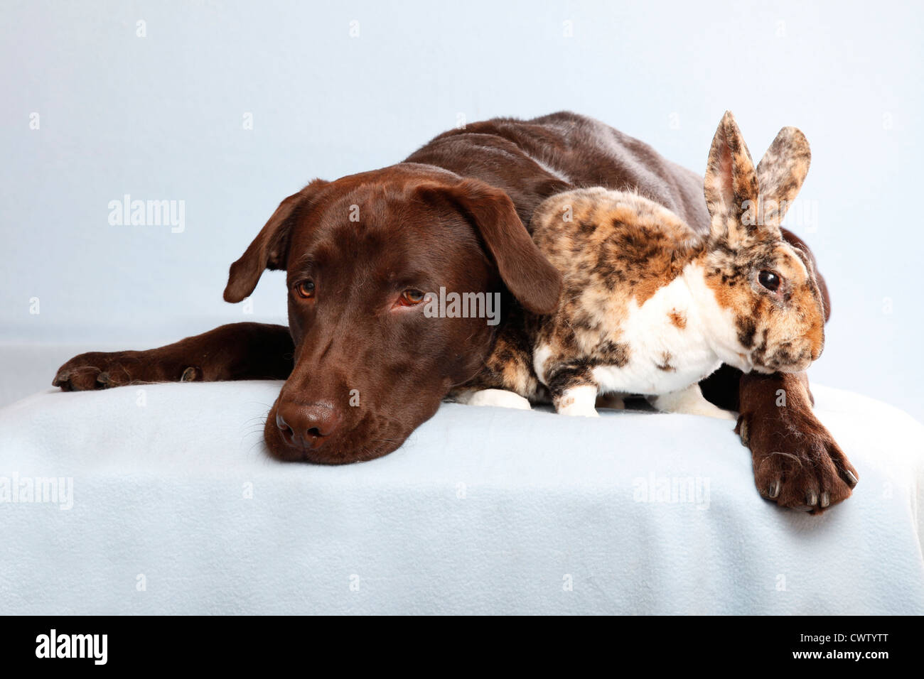 Labrador mit Klein-Rex / Labrador with bunny Stock Photo