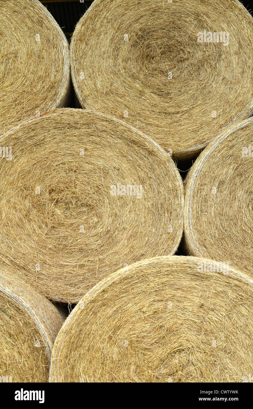 Large round straw hay bales. Farm subsidies metaphor, also going round in circles. Stock Photo