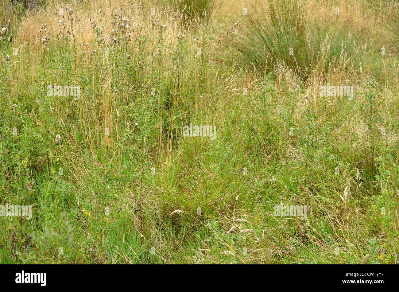 Patch of rough grassland, wild grasses, with field thistles / Cirsium arvense and juncus rush present in the background. Stock Photo