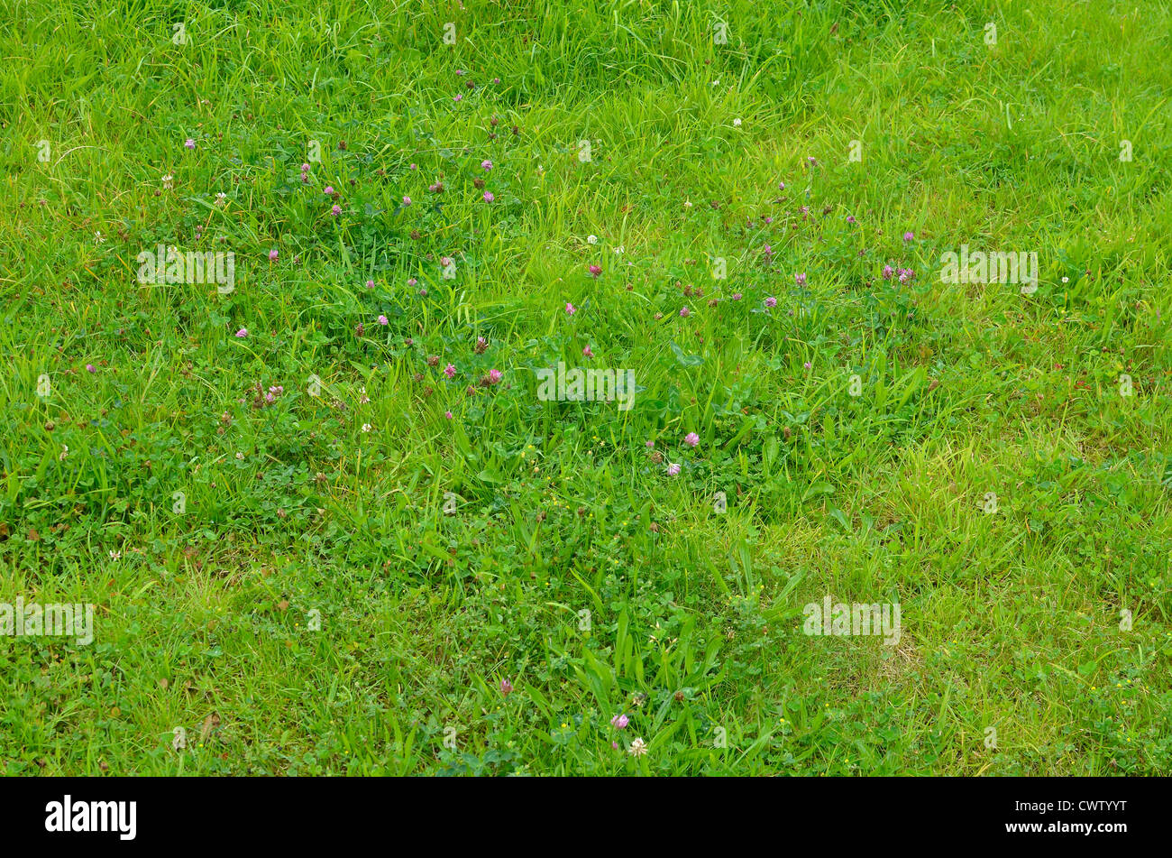 Patch of lush green sward in field of pasture / grass, intermixed with red clover. Stock Photo