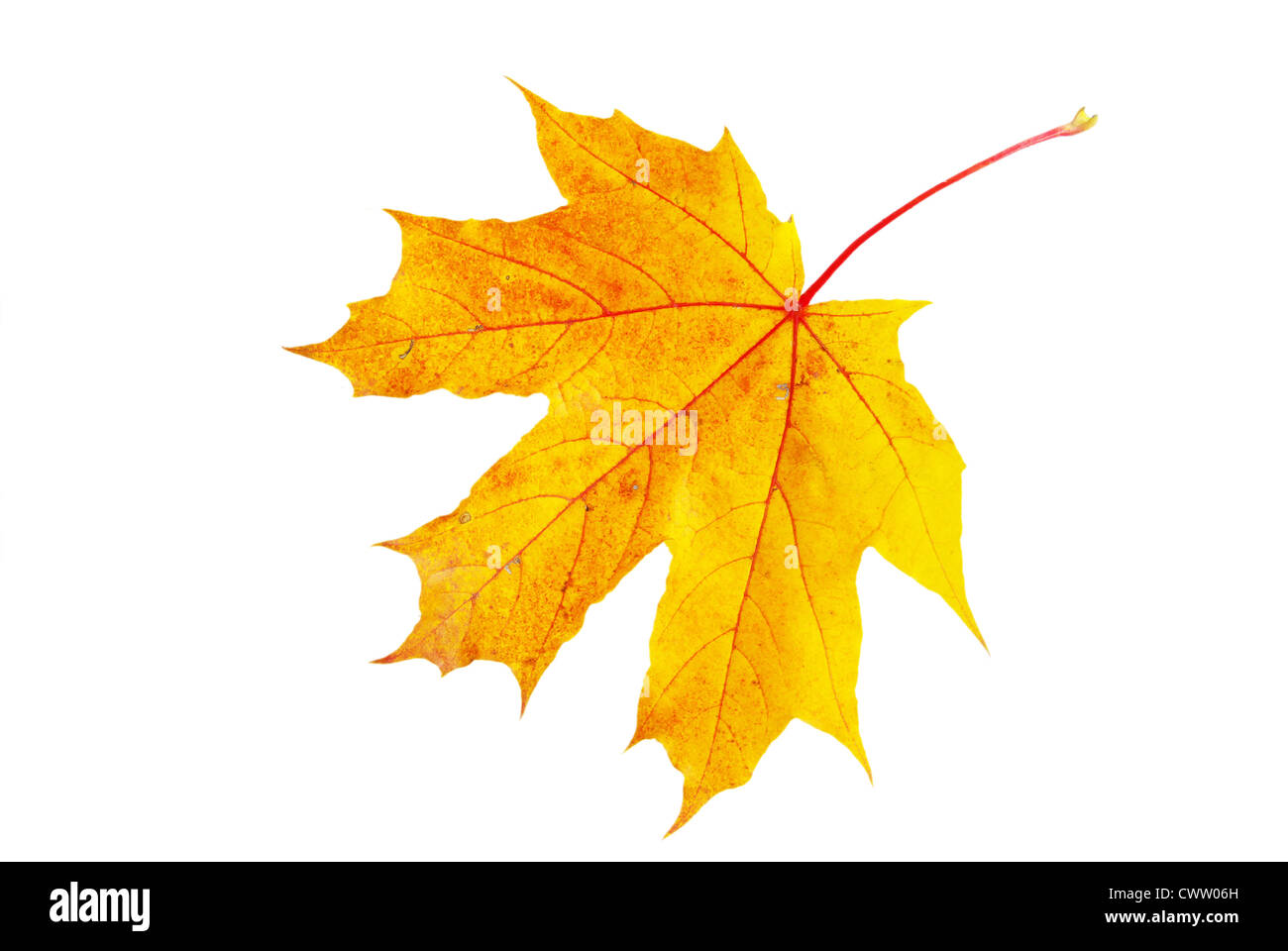 autumn maple leaf isolated on white background Stock Photo - Alamy