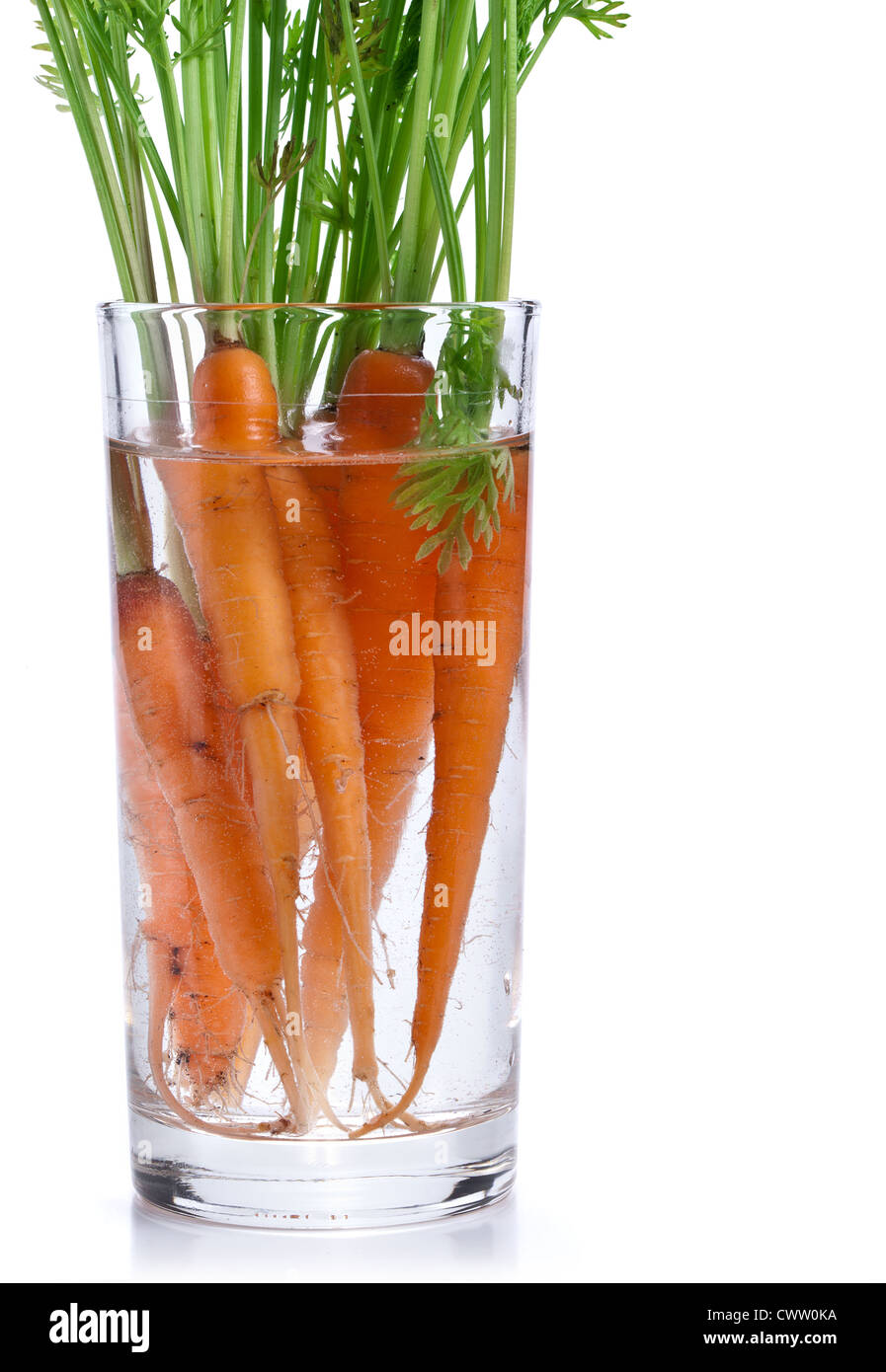 Carrots with leaves standing in a glass of water. Image on white