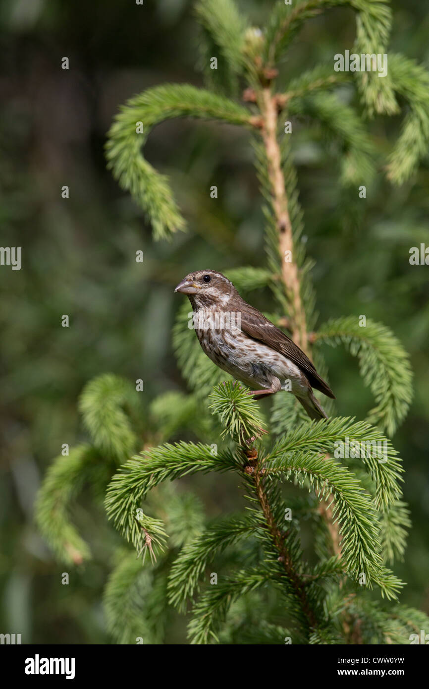 Purple Finch - Female Stock Photo - Alamy