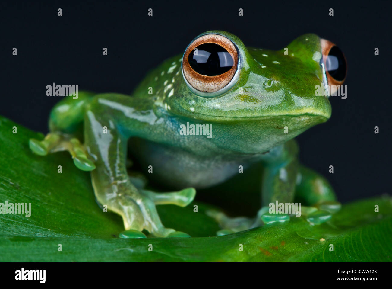 Emerald treefrog / Boophis luteus Stock Photo