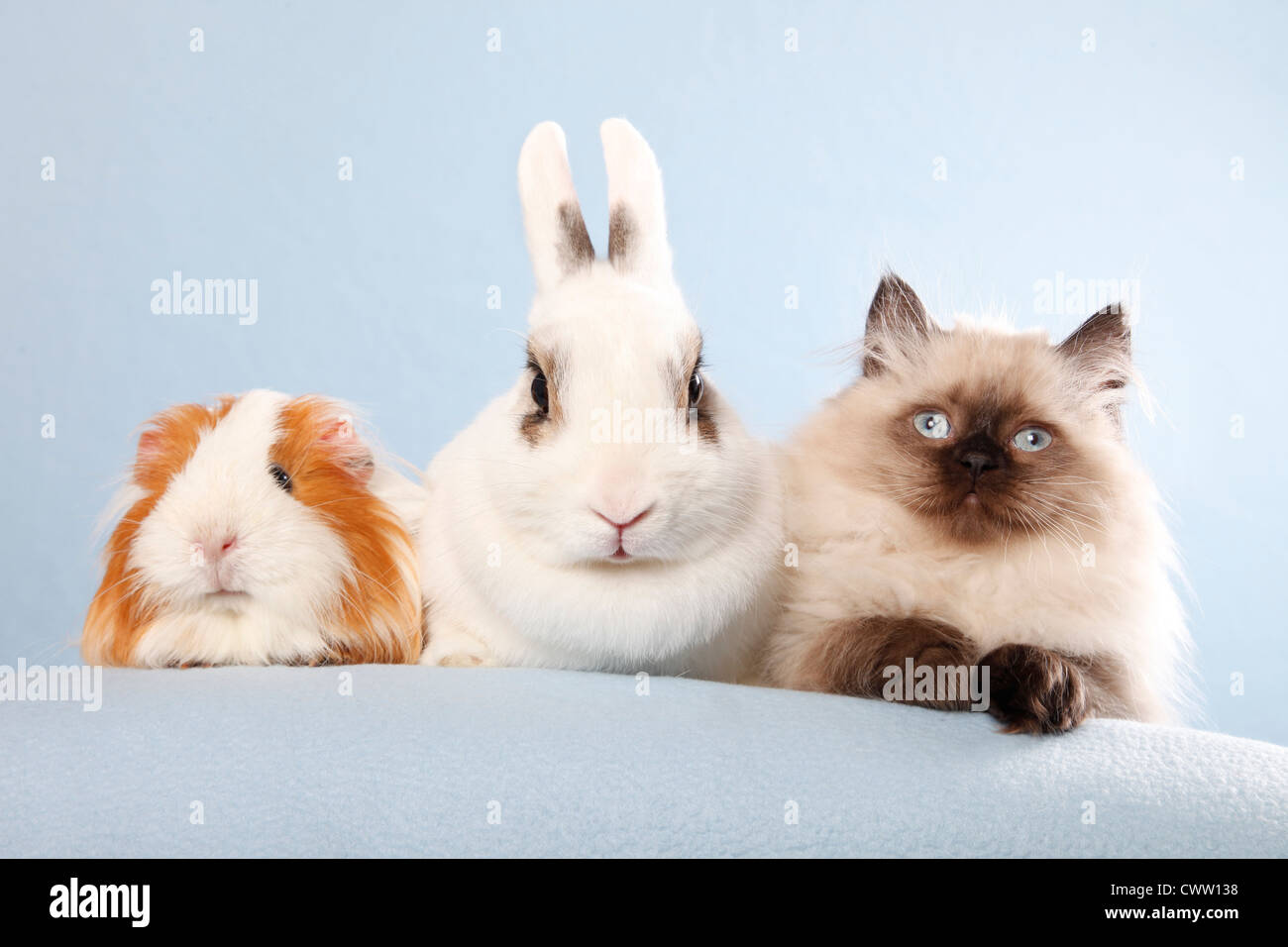 Katze & Kaninchen & Meerschweinchen / cat, bunny and guinea pig Stock Photo  - Alamy