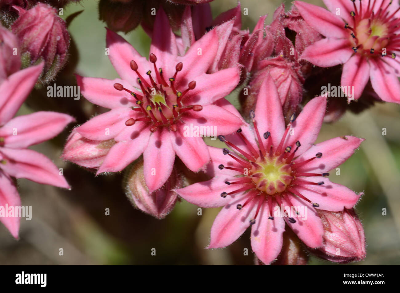 Cobweb Houseleek, Sempervivum arachnoideum, aka Cobwebbed Houseleek or Liveforever Pink Flowers in French Alps Stock Photo