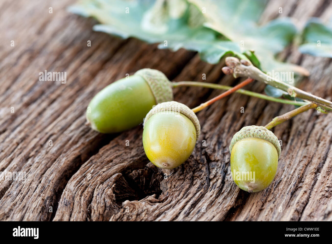 Acorn with leaves on a old wooden table Stock Photo
