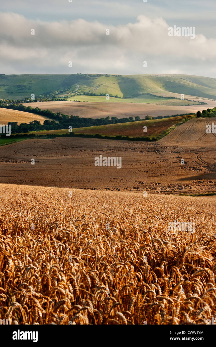 Looking towards Kingston Ridge over a field of wheat on the South Downs from Lewes, East Sussex, England, UK Stock Photo