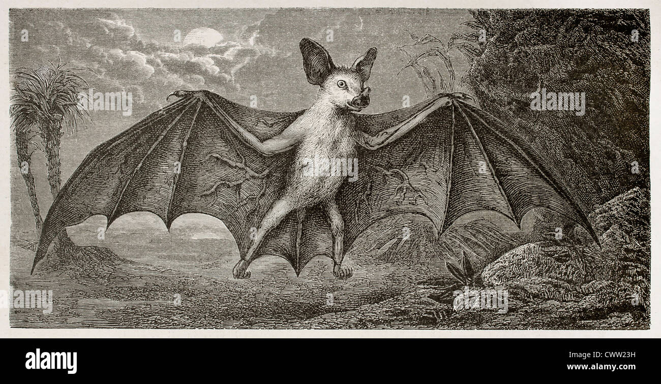 Antique drawing bat hi-res stock photography and images - Alamy