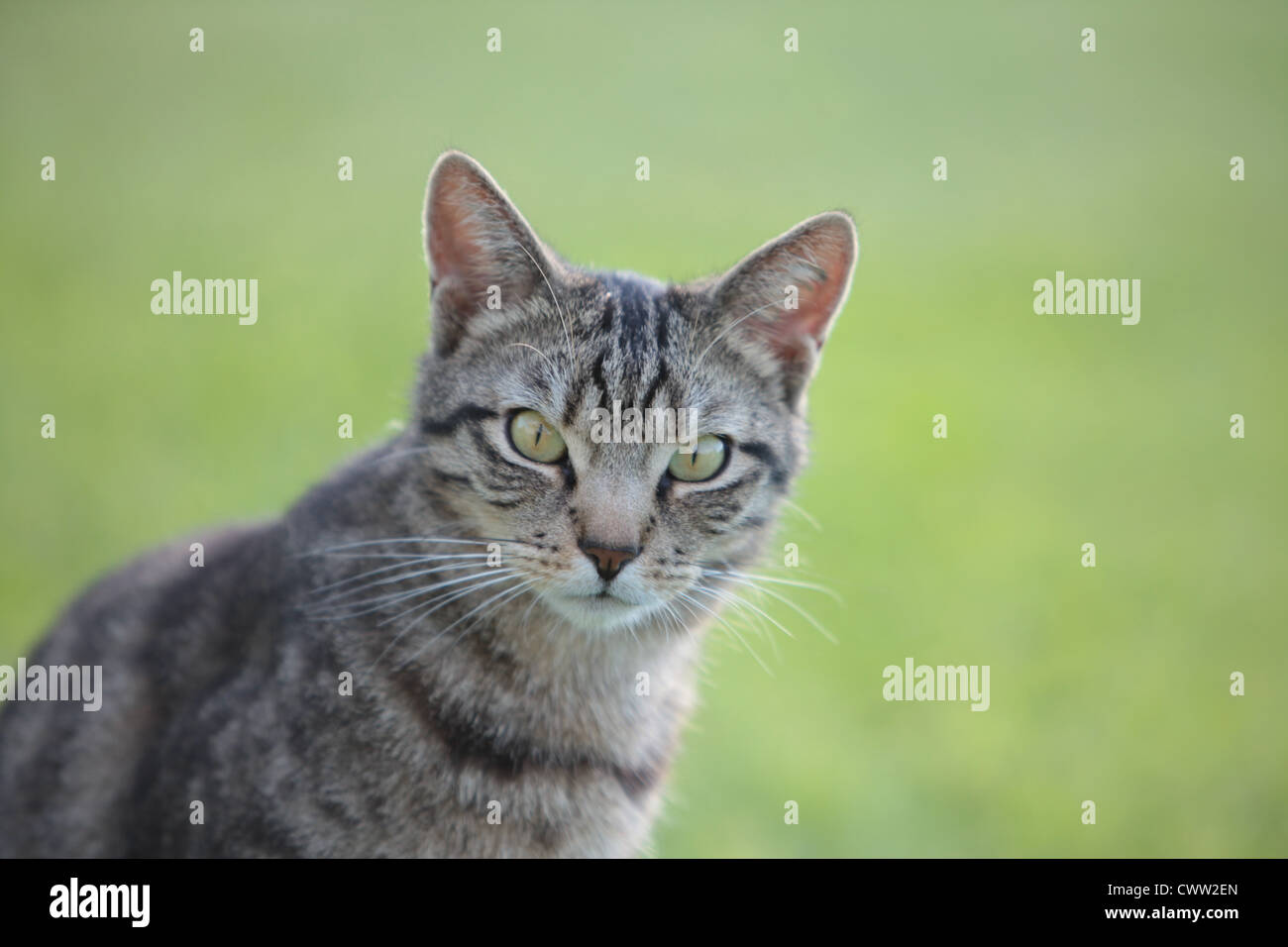 Tabby cat outdoors, portrait Stock Photo - Alamy