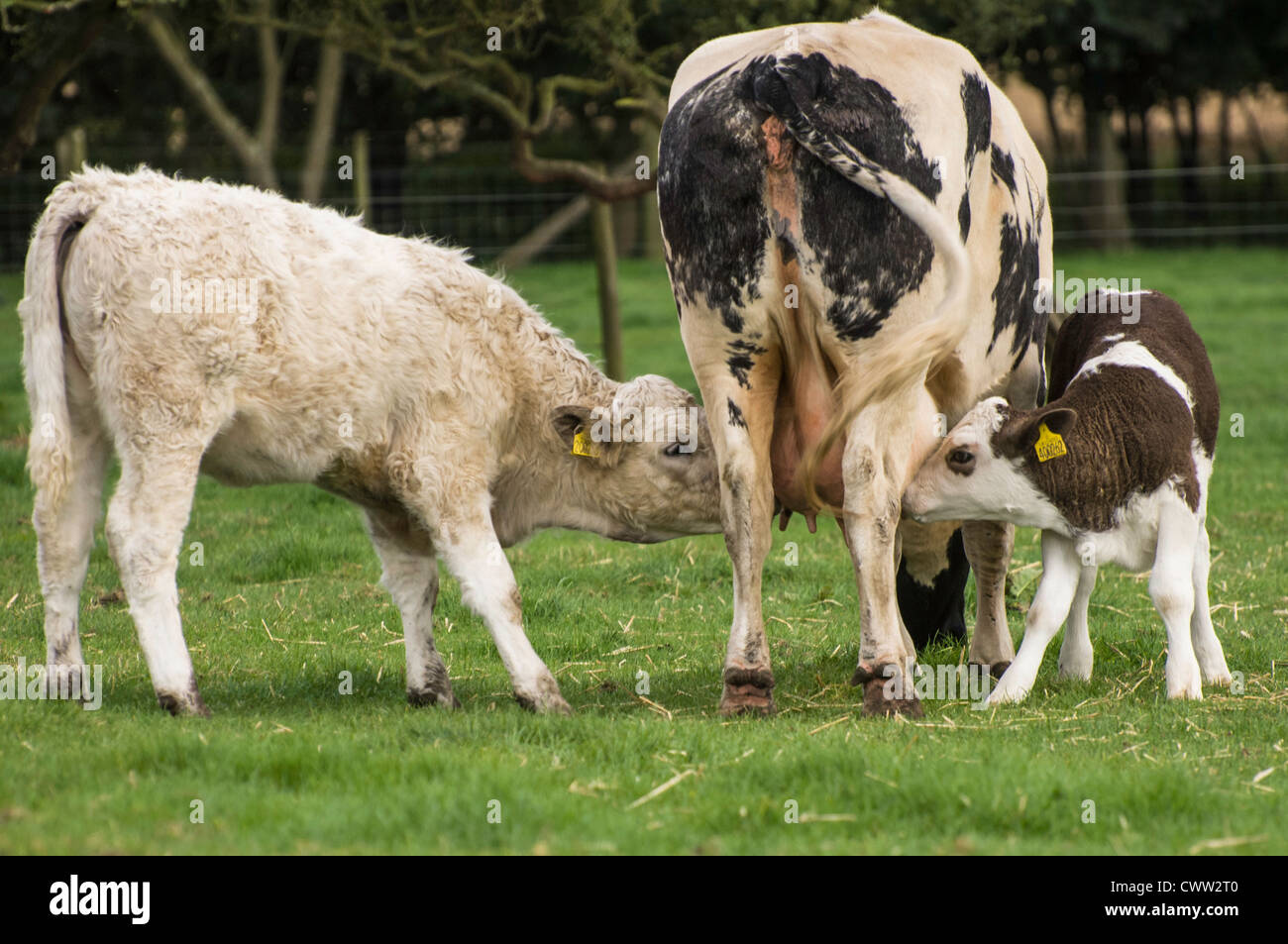 Two Calves feeding from Mother Stock Photo Alamy