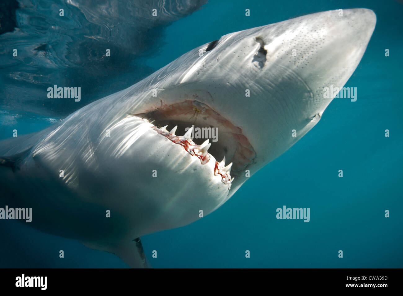 A Great White Shark in Shark Alley, Gansbaai, South Africa Stock Photo