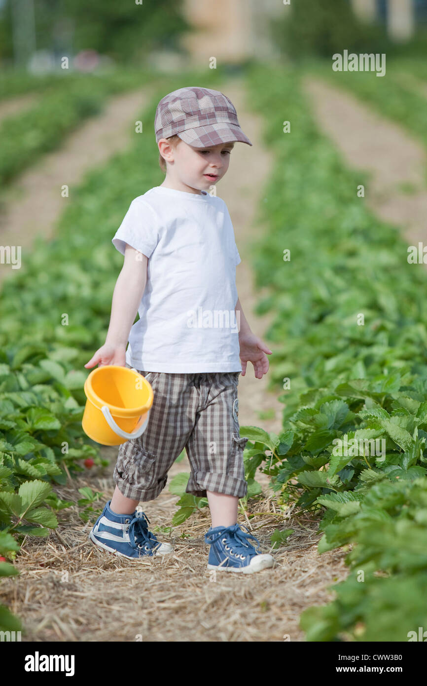 Boy picking strawberries in field Stock Photo - Alamy