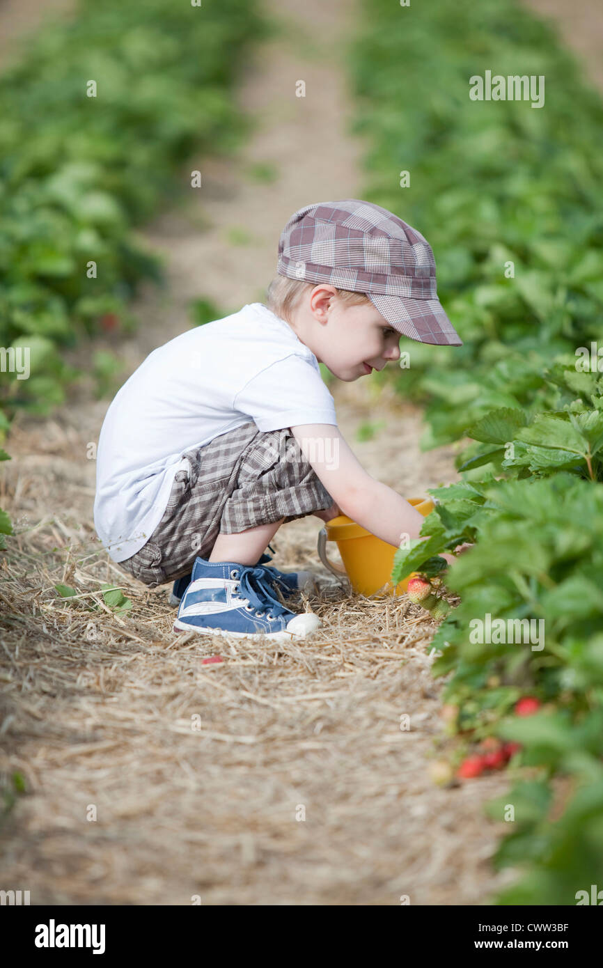 Boy picking strawberries in field Stock Photo - Alamy