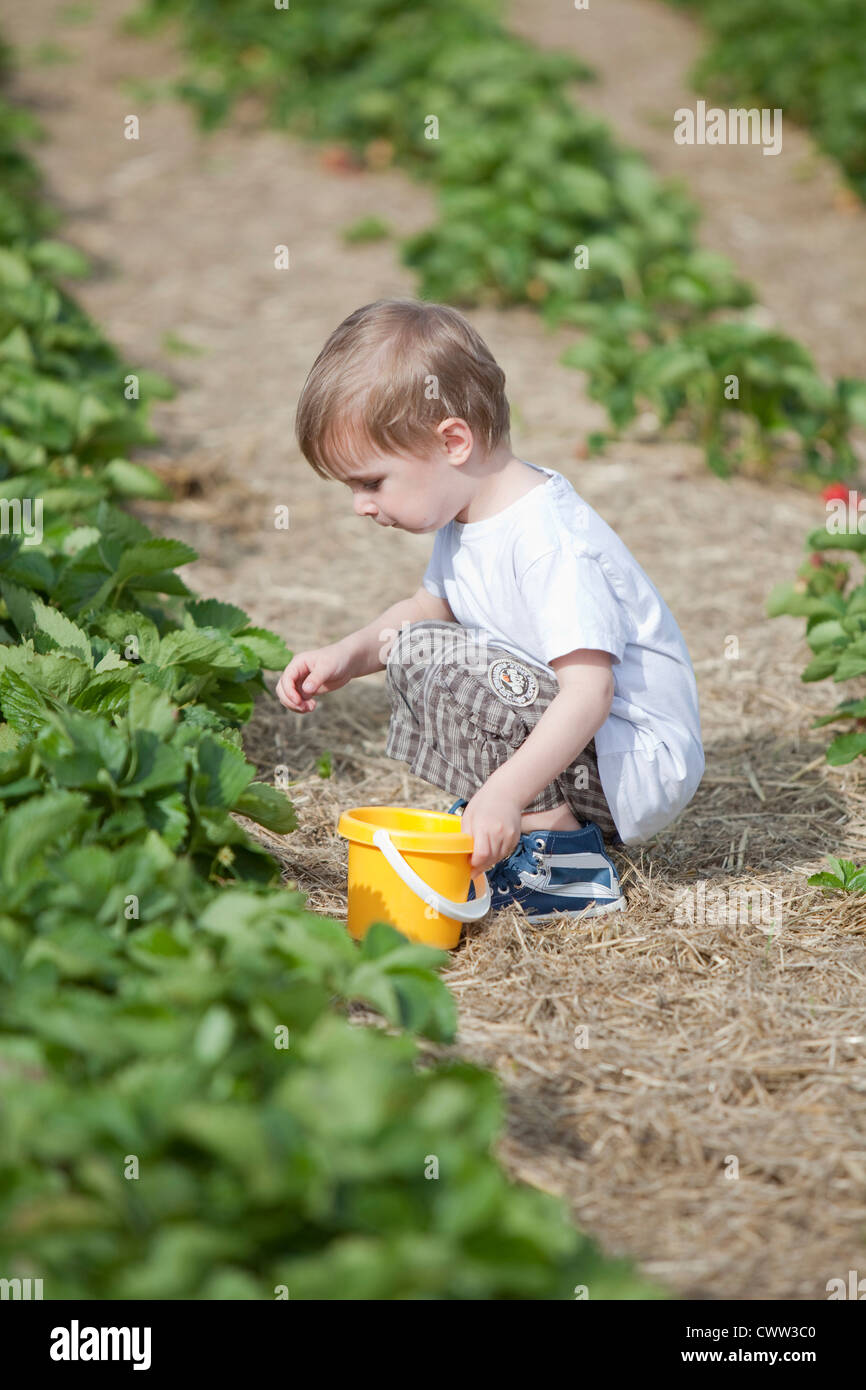Boy picking strawberries in field Stock Photo - Alamy