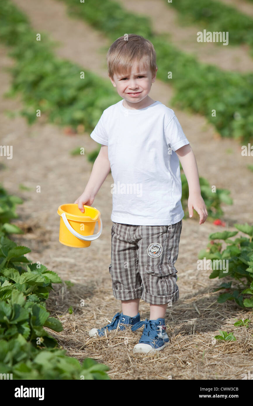 Boy picking strawberries in field Stock Photo - Alamy