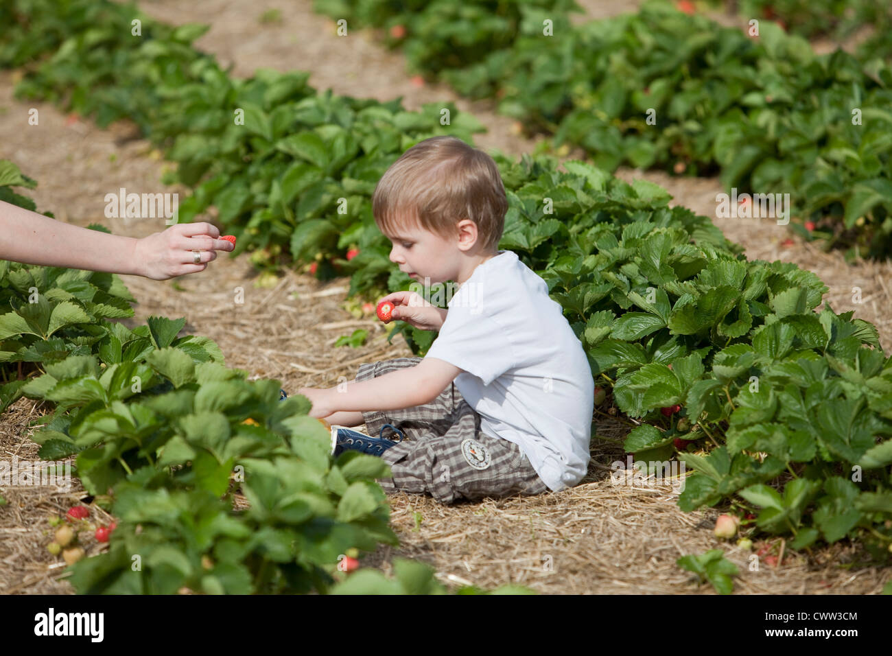 Boy picking strawberries in field Stock Photo - Alamy