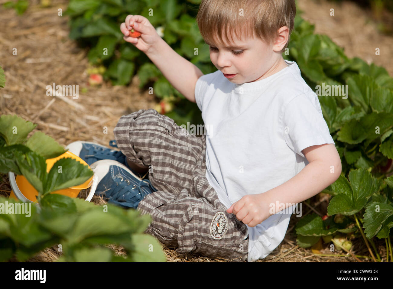 Boy picking strawberries in field Stock Photo - Alamy