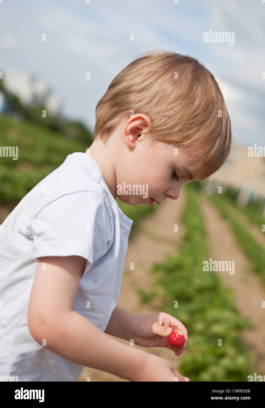 Boy picking strawberries in field Stock Photo - Alamy