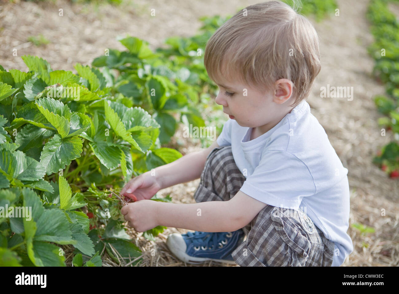 Boy picking strawberries in field Stock Photo - Alamy