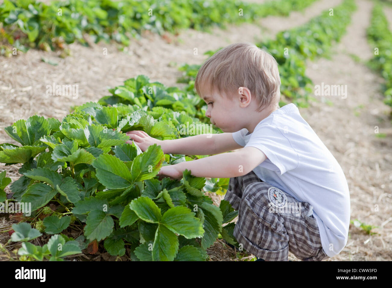Boy picking strawberries in field Stock Photo - Alamy