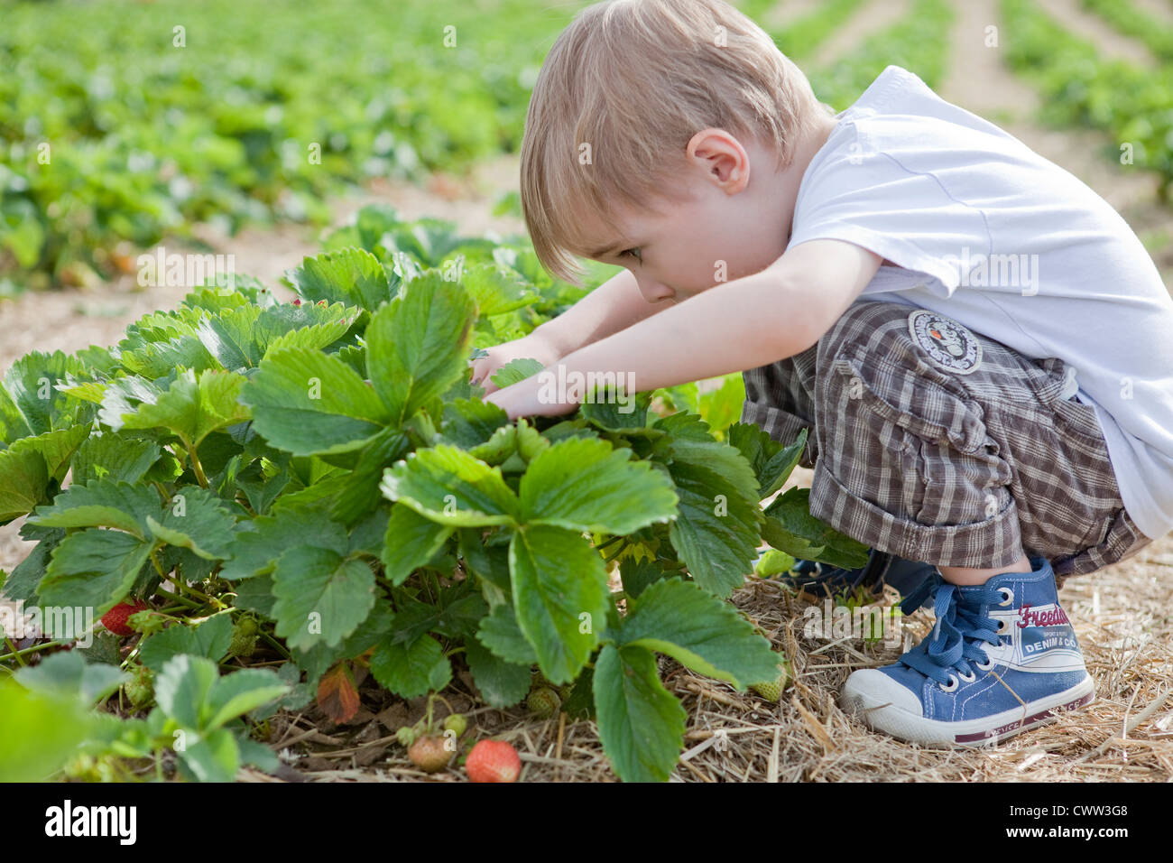 Boy picking strawberries in field Stock Photo - Alamy