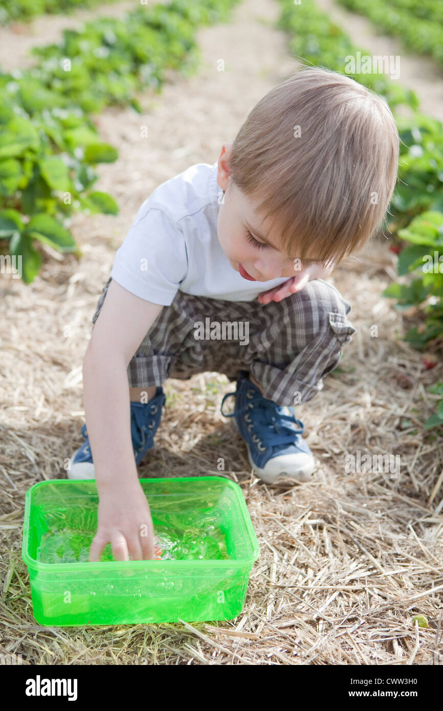 Boy picking strawberries in field Stock Photo - Alamy